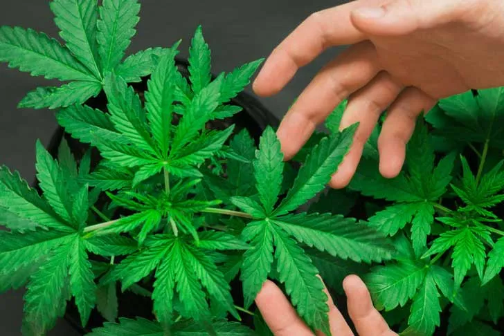 Paying to Play It Safe: How Cannabis Compliance Consultants Are Draining Operators Dry