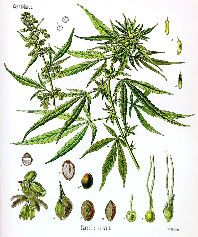 Cash Only and Crossing Fingers: The Banking Nightmare Suffocating Cannabis Operators