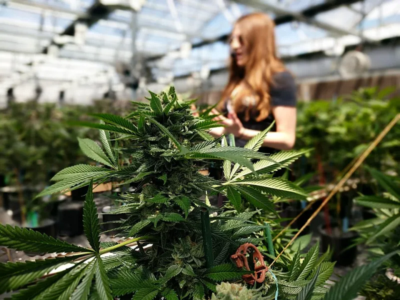 Dirt Cheap: How Falling Wholesale Prices Are Crushing the Growers Who Built This Industry