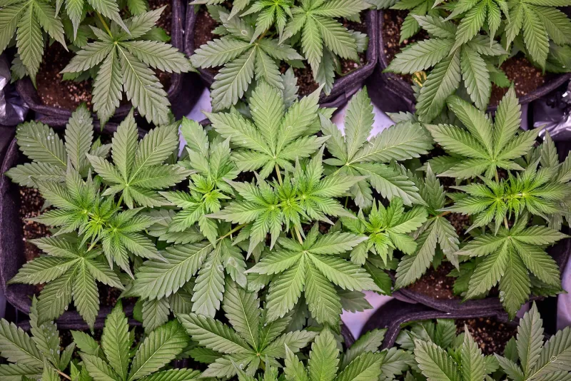 Out of Stock, Out of Luck: The Hidden Bottlenecks Breaking the Cannabis Supply Chain