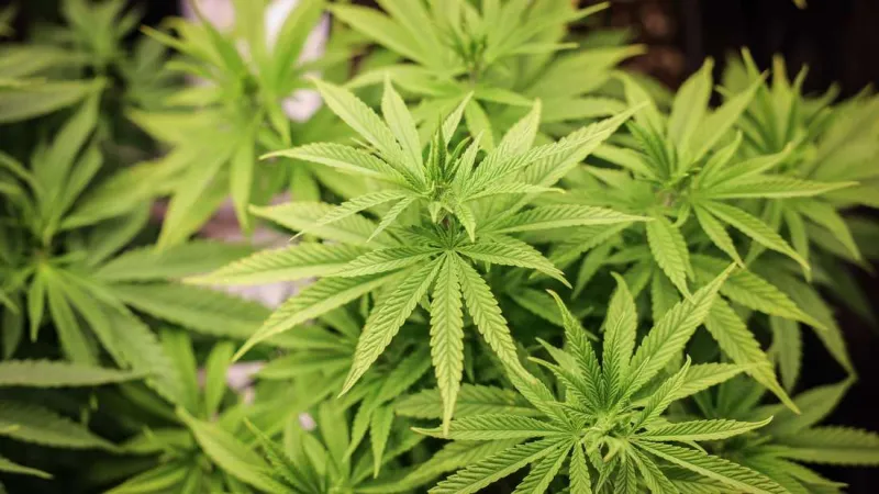 From Seed to Shelf: How Big Cannabis Is Building Empires While Small Operators Fight to Survive