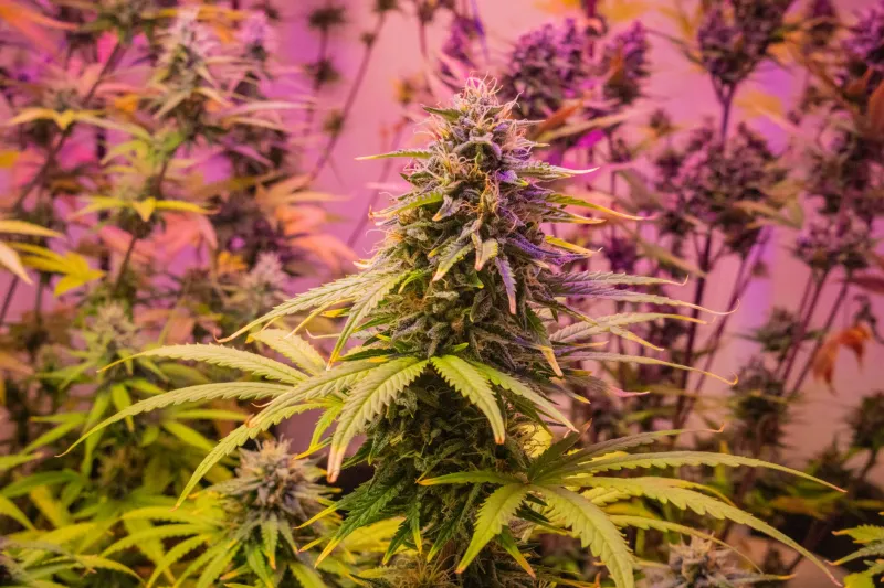 Who Owns the Weed? The Fight Over Cannabis Genetics Is Getting Ugly